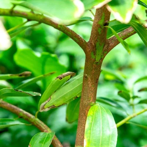 இலவங்கப் பட்டை மரம் எங்கு வளரும்? எப்படி வளர்க்கலாம்?