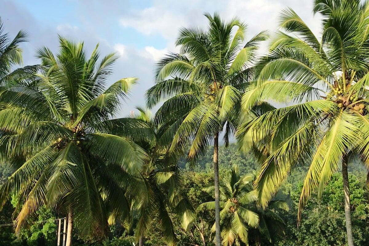 pb_coconut-tree