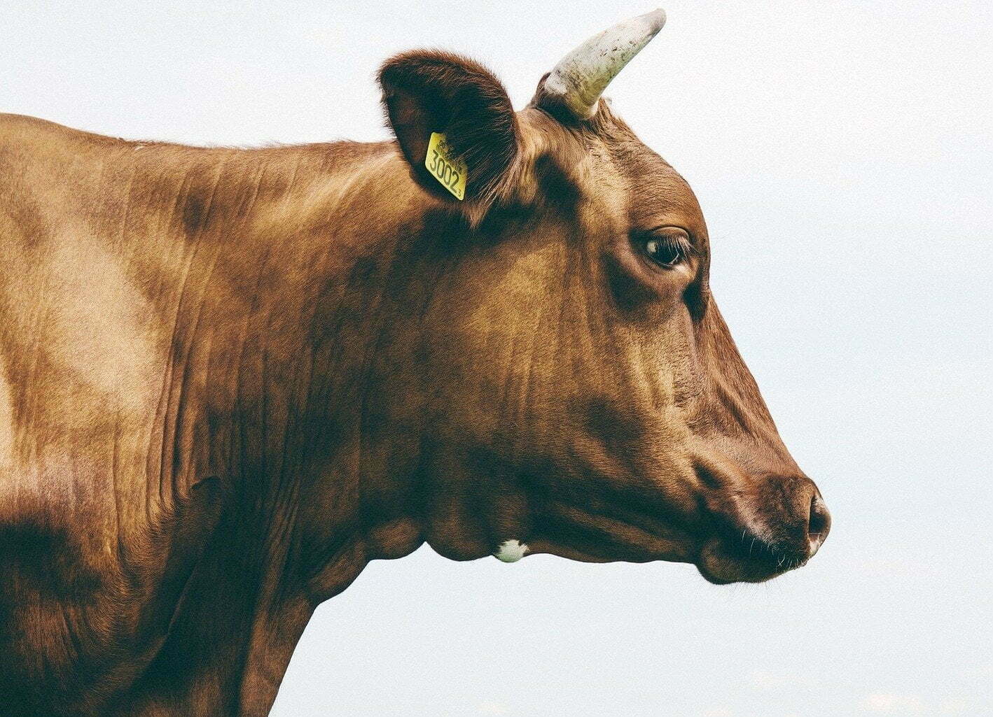 PB_Cow