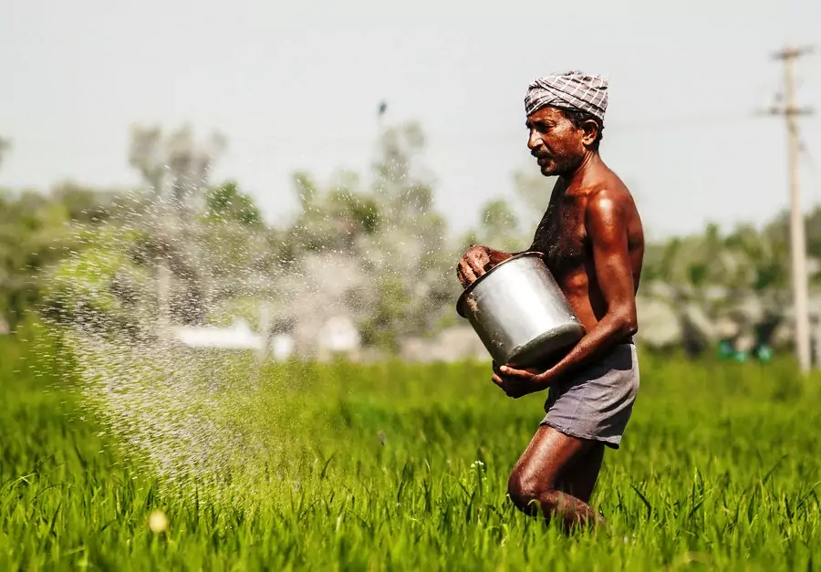 fertilize samba paddy