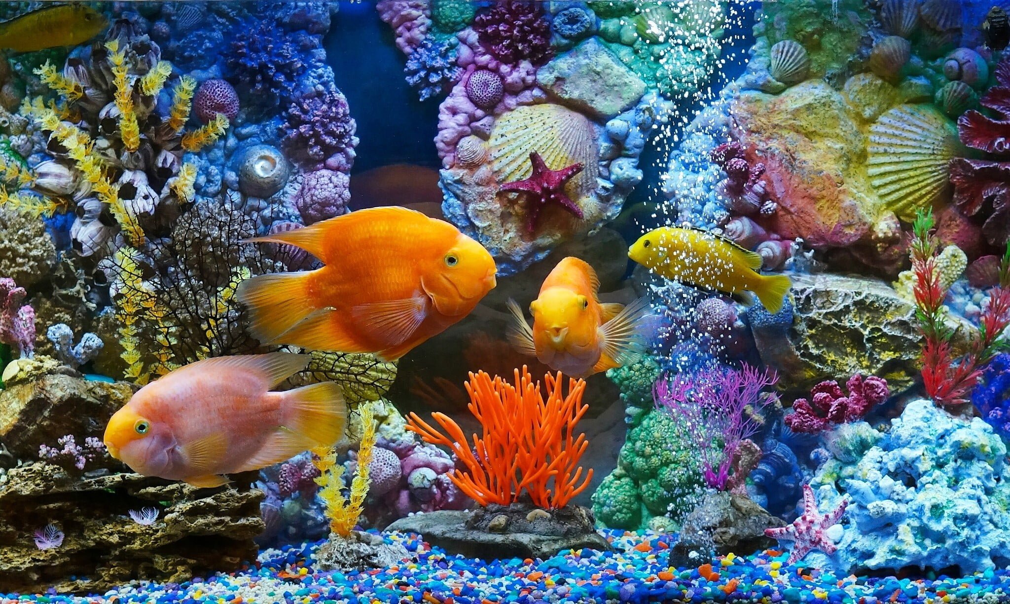 வண்ண மீன் fish aquarium four assorted wallpaper