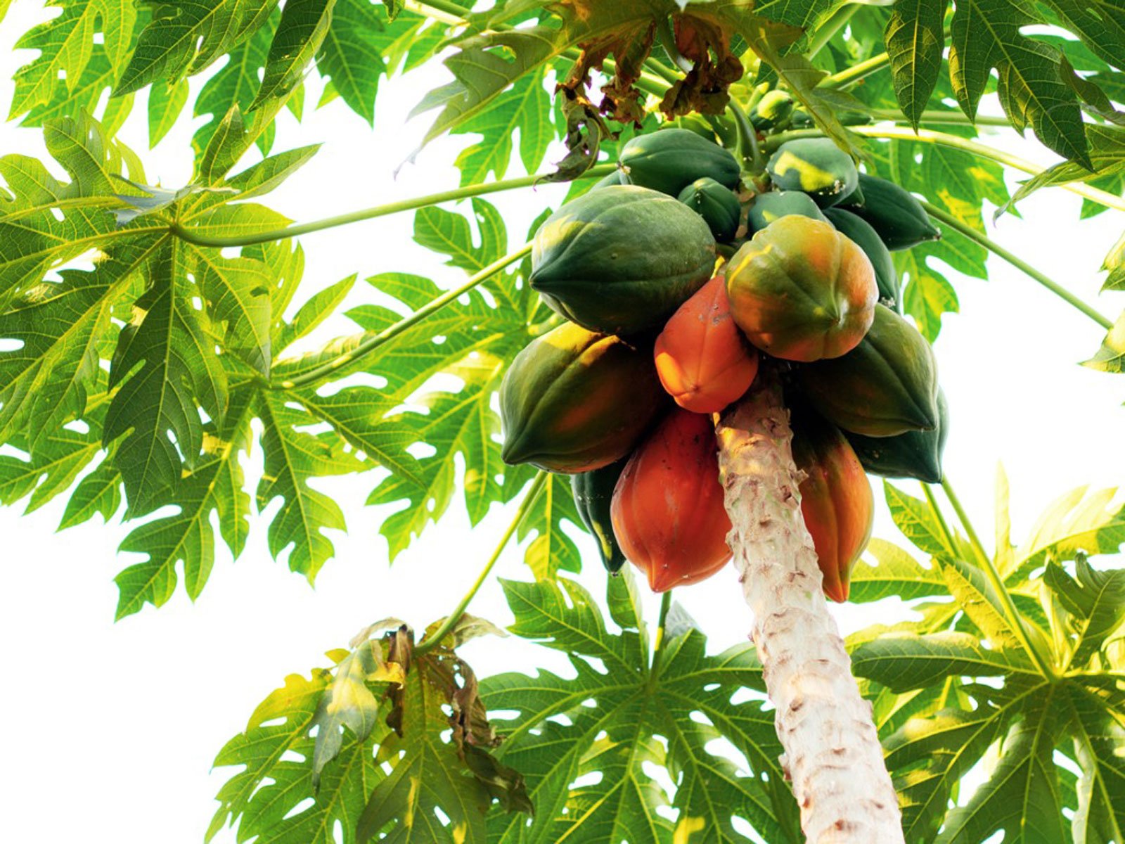 இலைக்கருகல் grow papaya