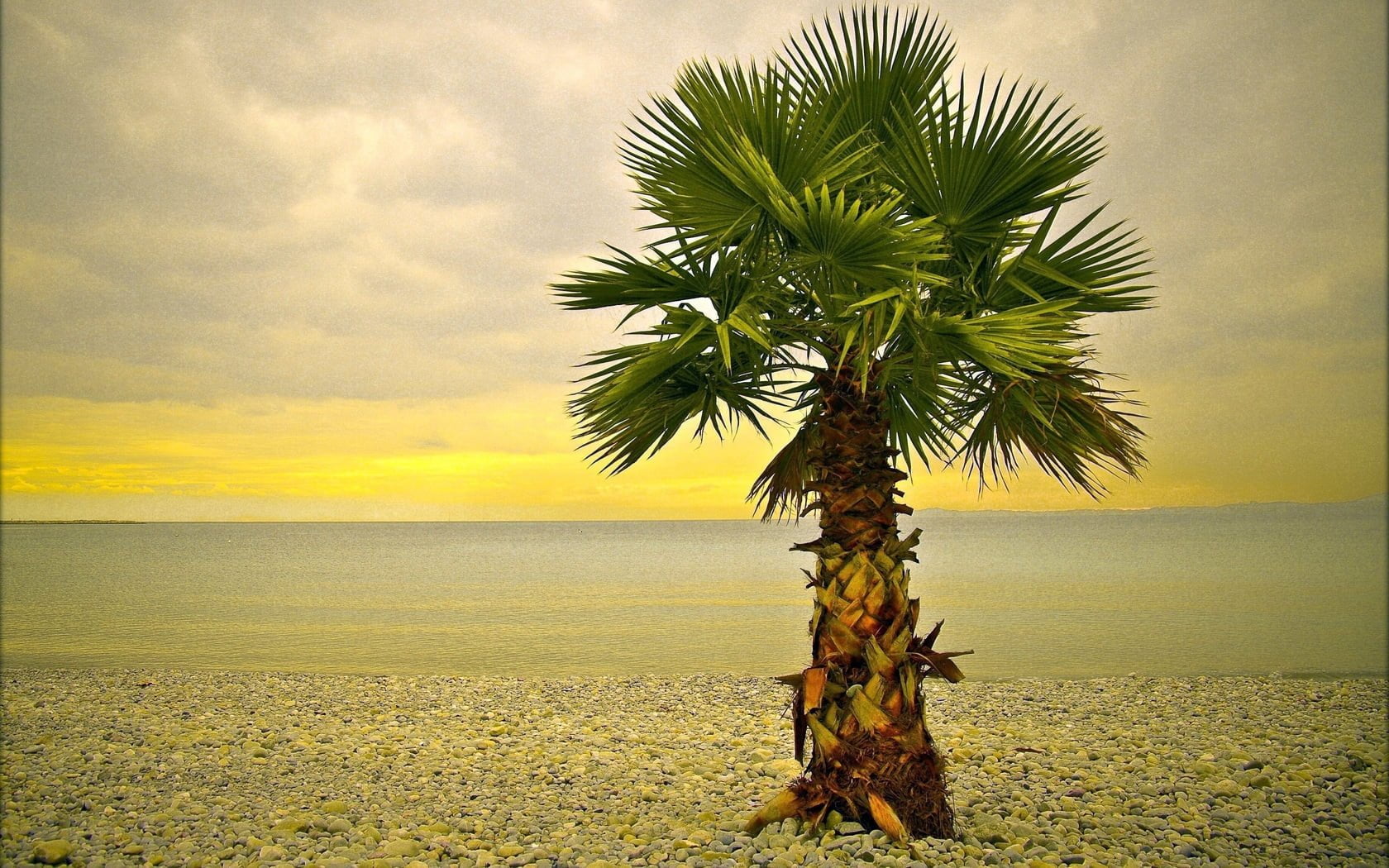 பனை palm tree lonely coast beach wallpaper