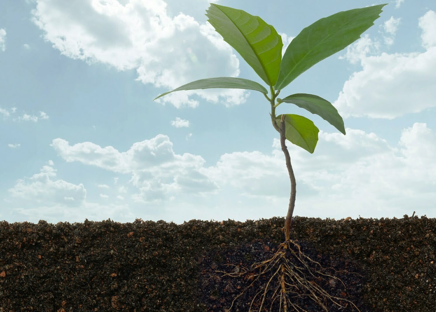 role of microorganisms in improving the soil