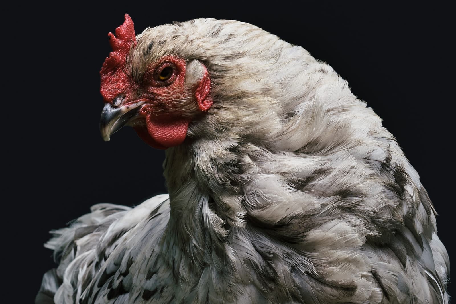 உயரினக் கோழி types of hybrid chicken breeds