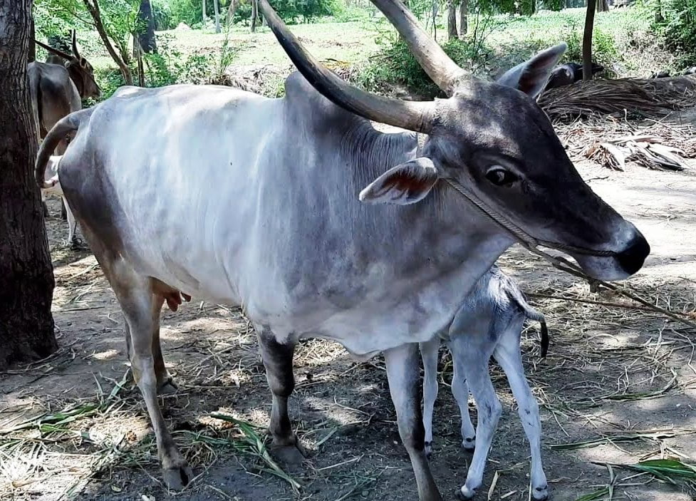 Alampadi cows