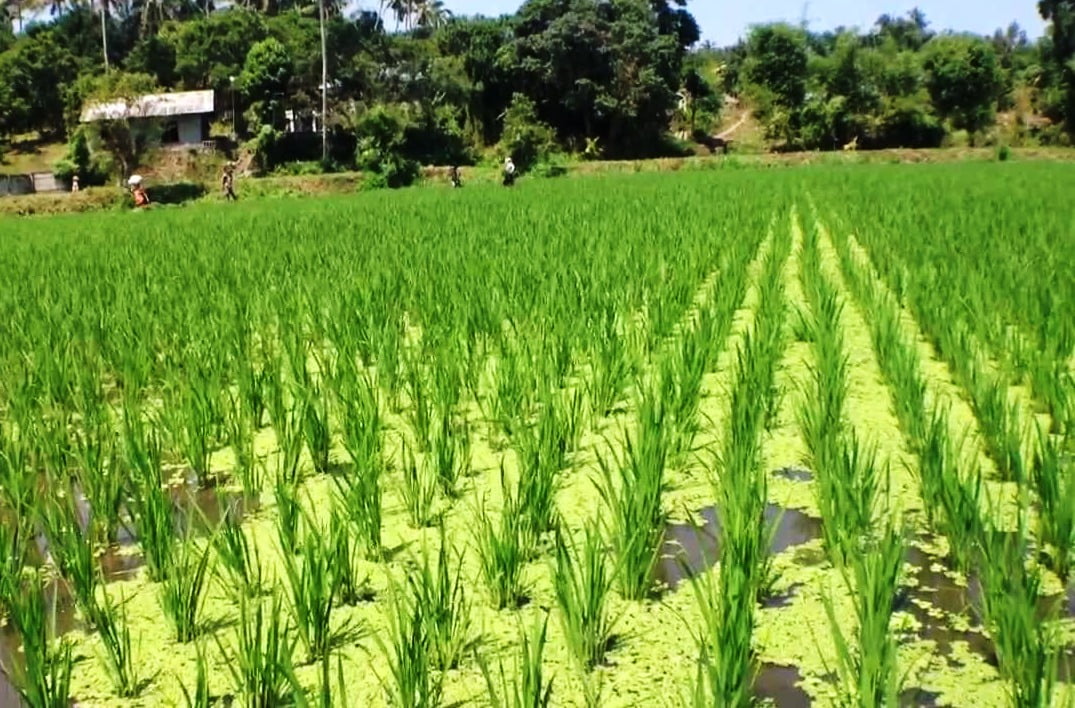 Azolla Azolla helps to increase paddy yield