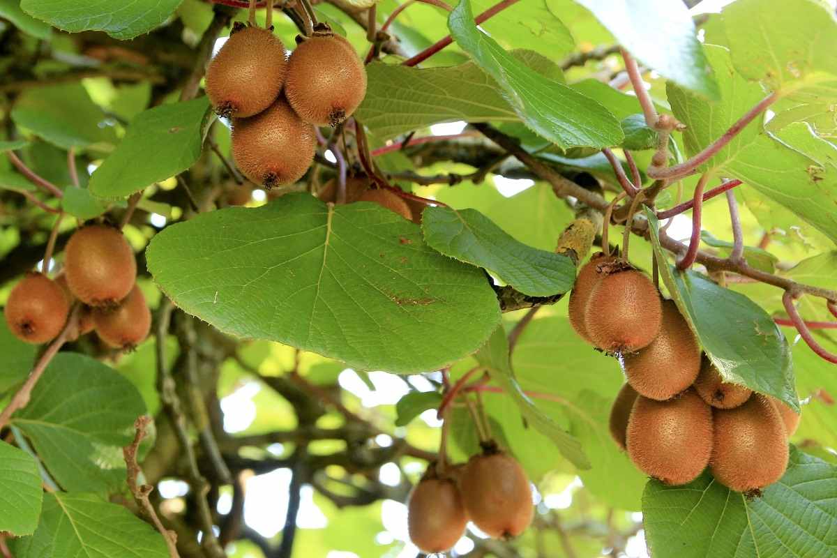 கிவிப்பழ Cultivation of Kiwifruit