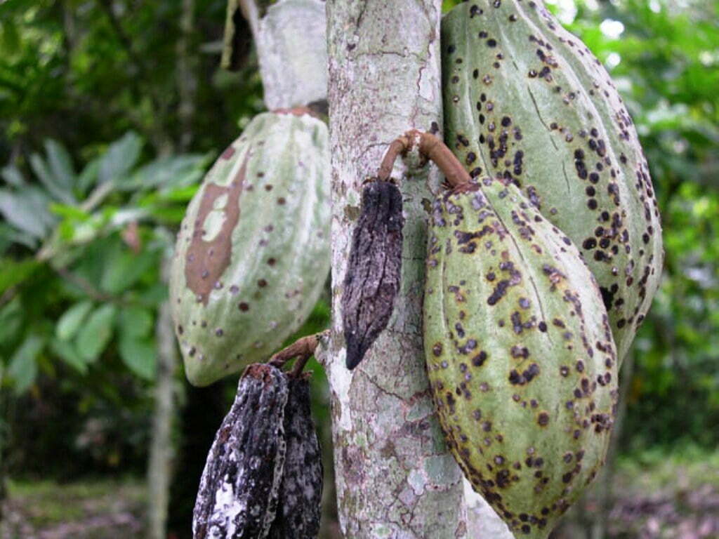 கோகோ Diseases affecting cocoa