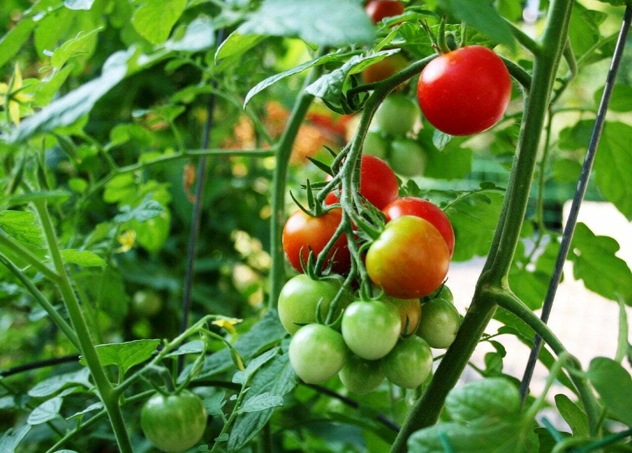 Vegetables and harvest time