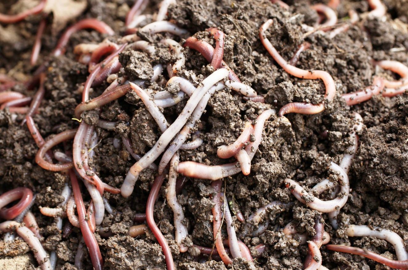 மண்புழு உர How to store earthworm manure