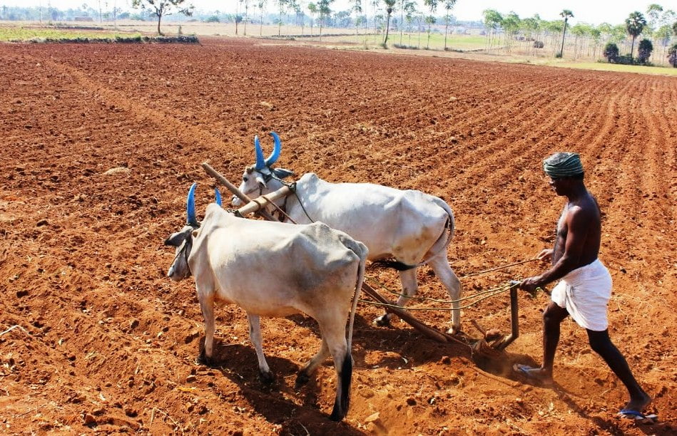 Summer plowing