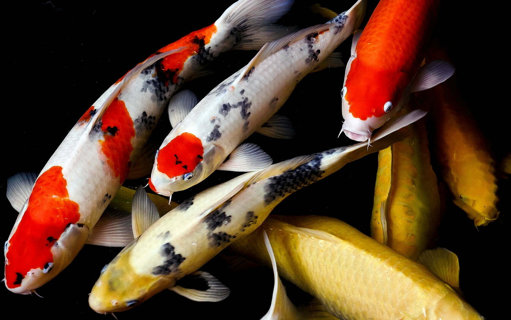 Koi