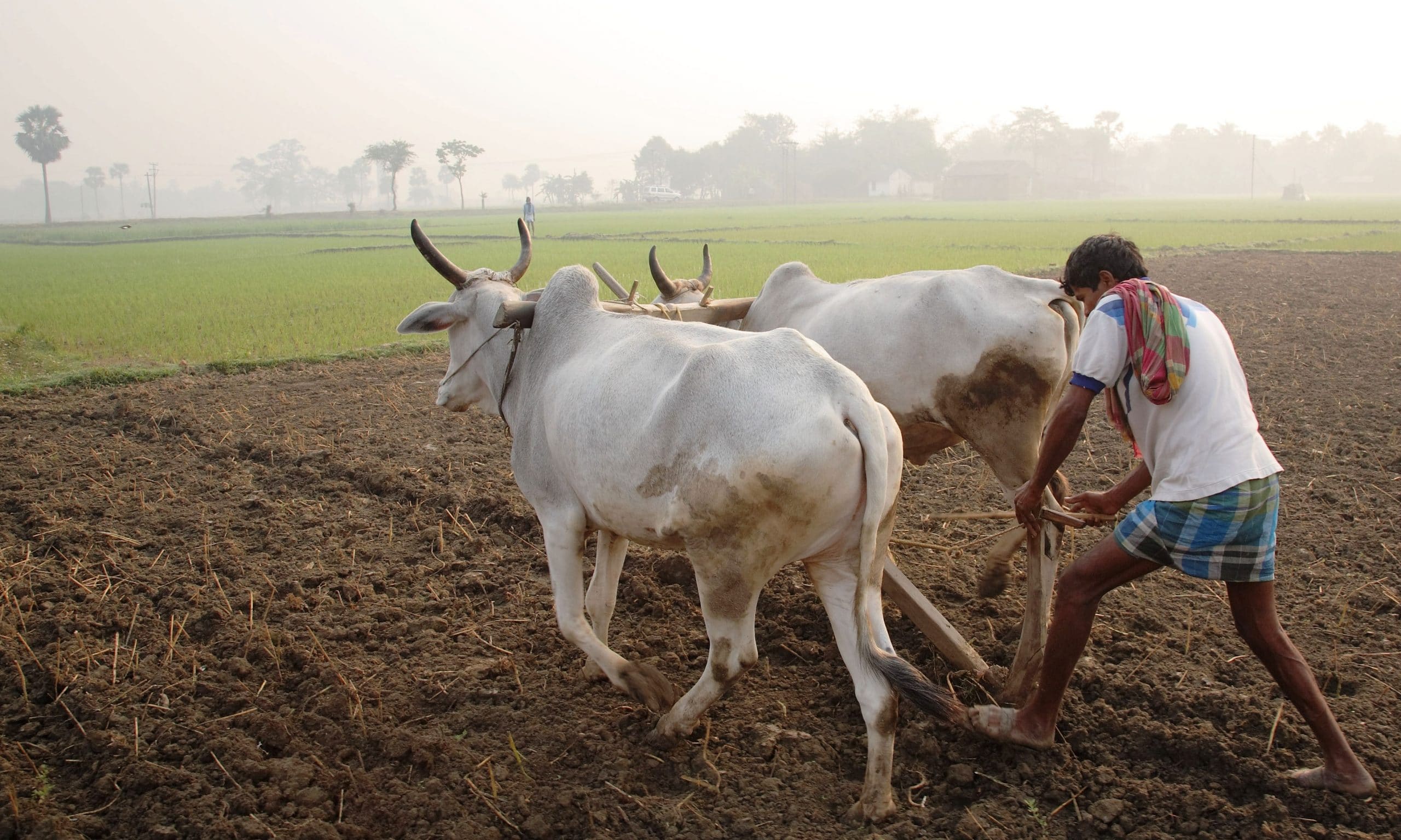 சுற்றுச்சூழலை Ploughing with cattle in West Bengal scaled