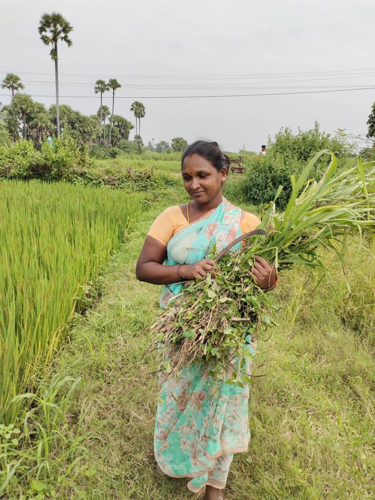 தீவனப் பற்றாக்குறை Pulses Fodder Crops