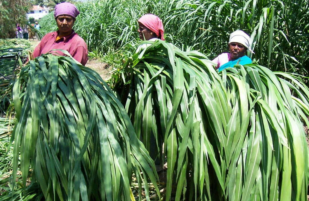 நேப்பியர் ஒட்டுப்புல் Rye Napier grass