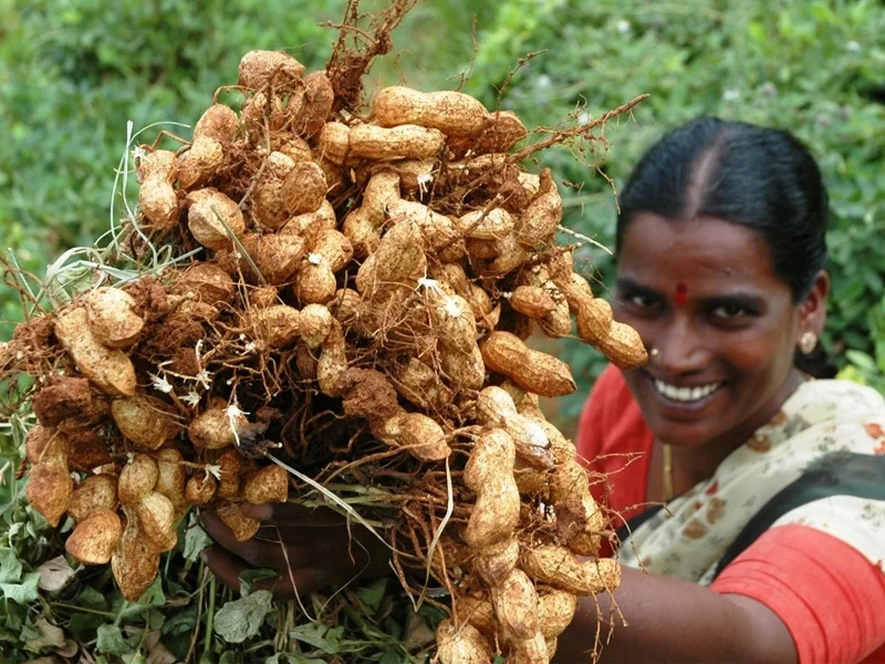 நிலக்கடலை விதைகளைத் திரட்சியாக்கும் உத்தி!