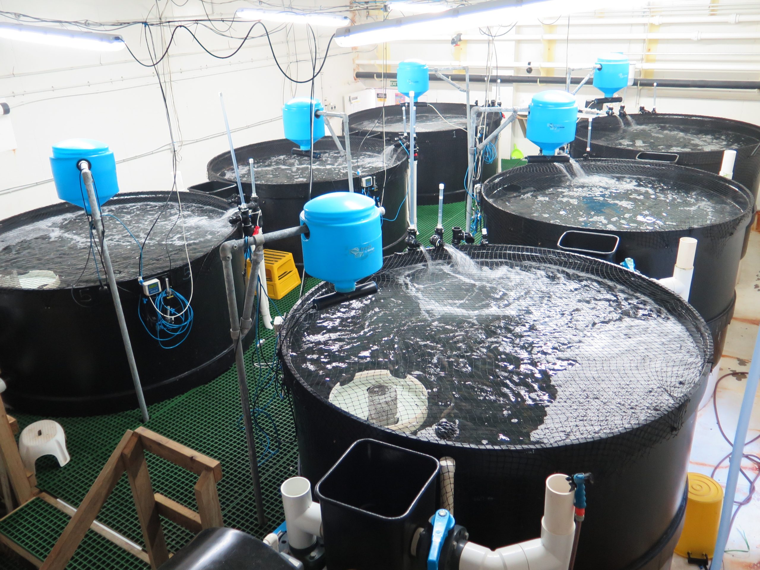 மீன் வளர்ப்பு Water purifiers for fish farming scaled