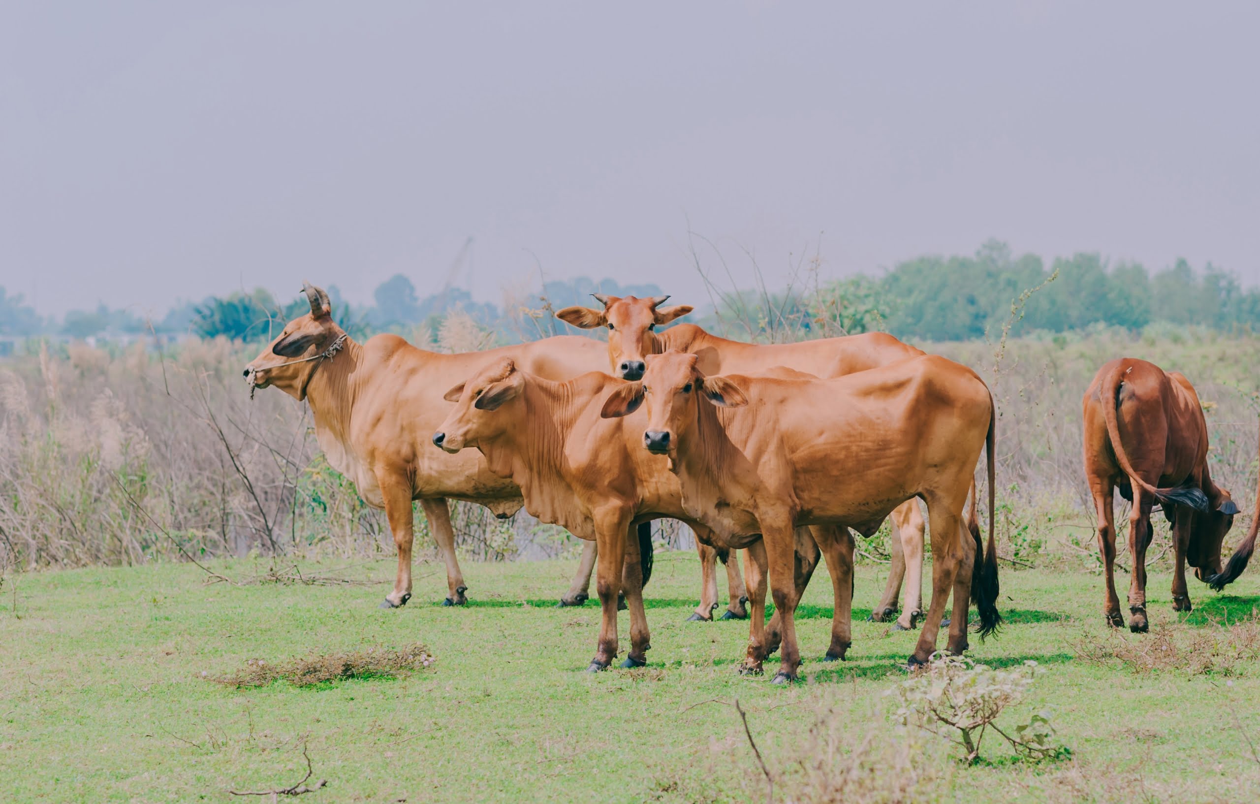 கால்நடை animals cattle cow insemniation scaled