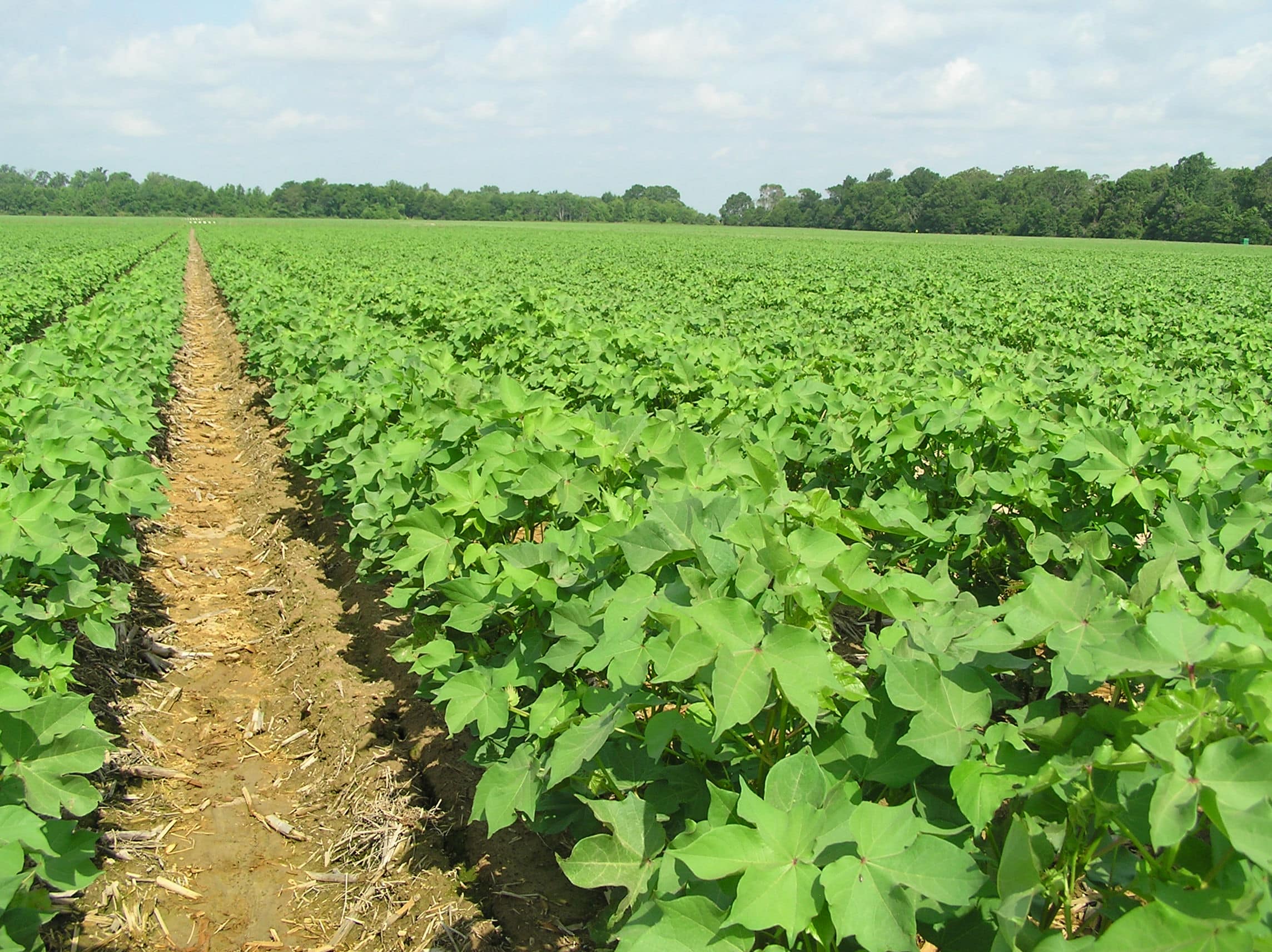 மானாவாரி சாகுபடி cotton farming