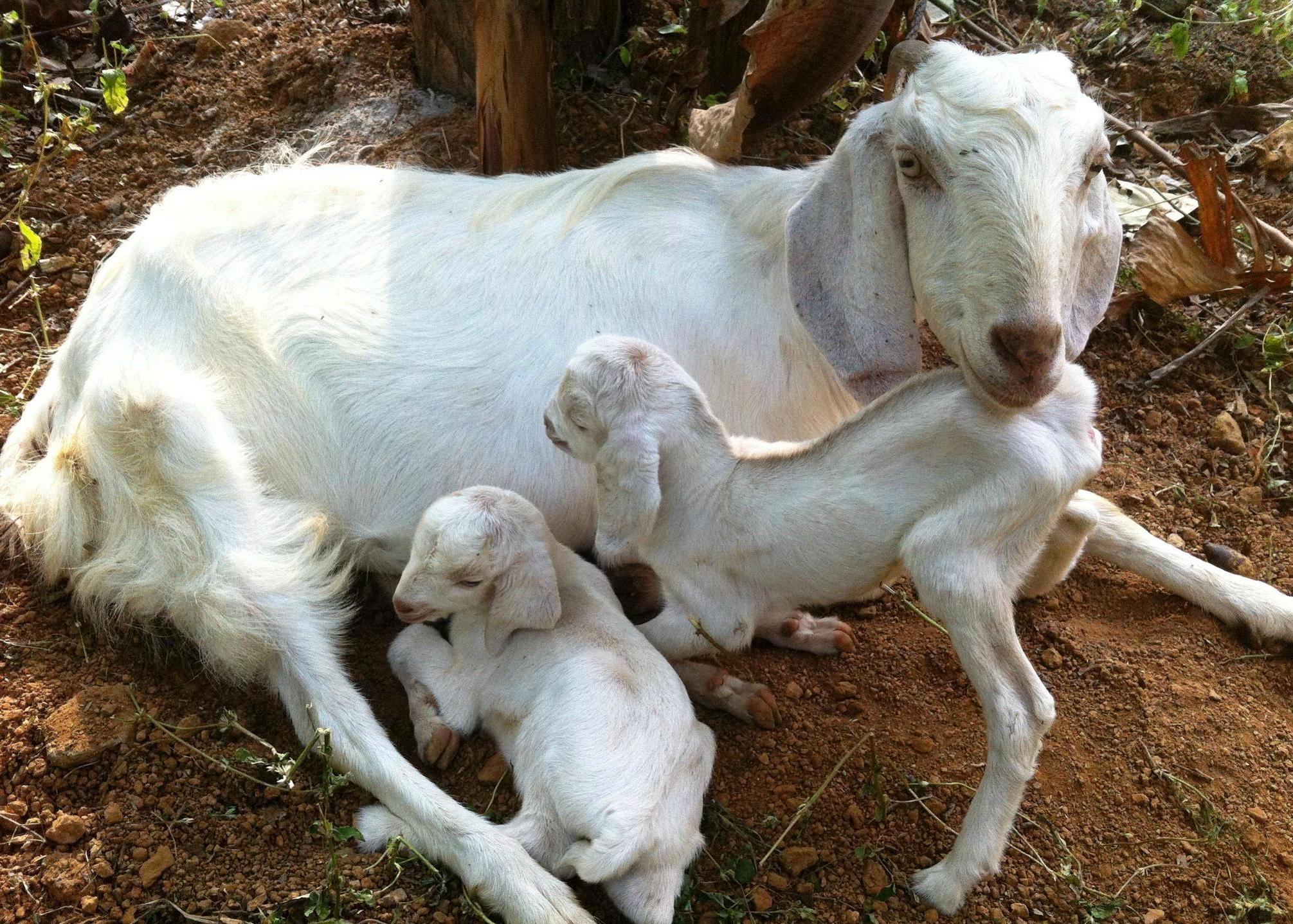 Protecting Goats from Enterotoxaemia (Thullumari Disease)!