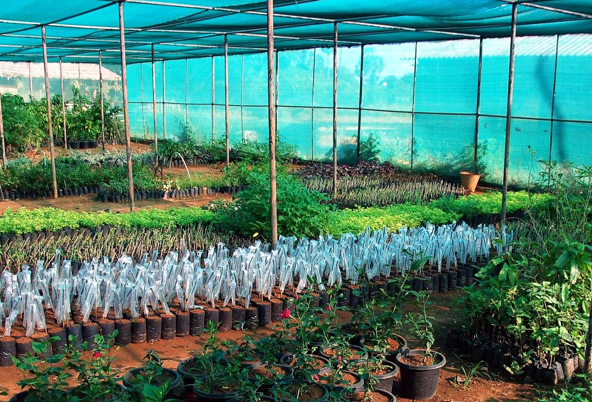 நூற்புழு greenhouse crops nematodes