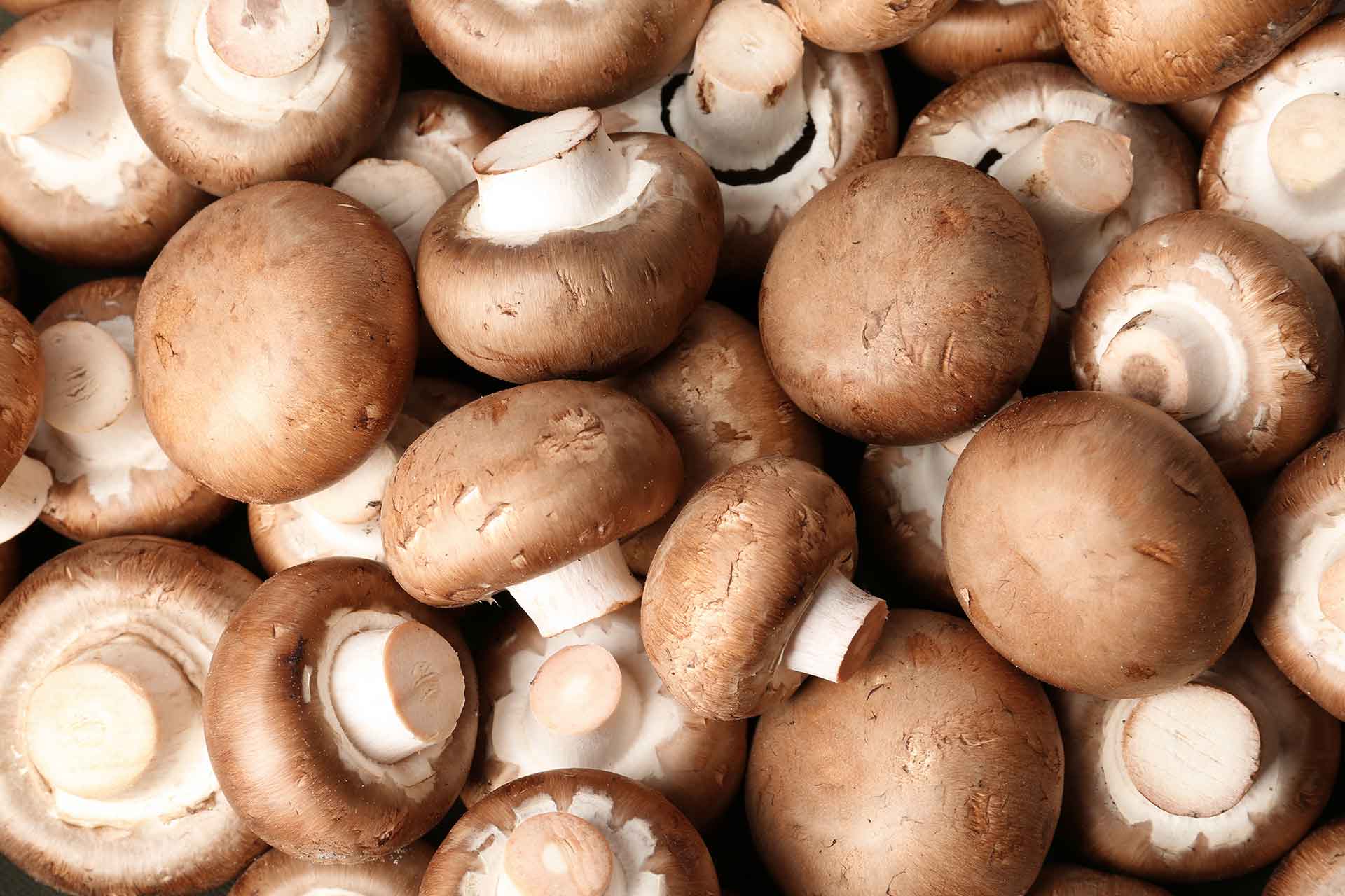 காளான் real food mushrooms