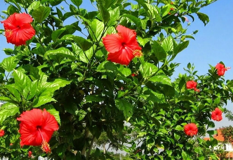 செம்பருத்தி red poppy flower