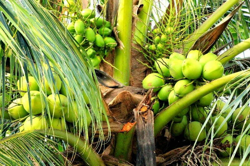 தென்னை Coconut