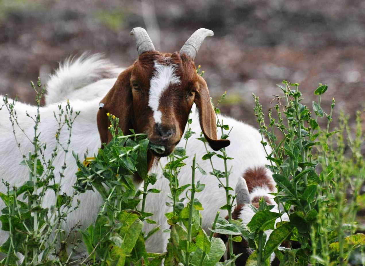 வெள்ளாடு Feed management for goats