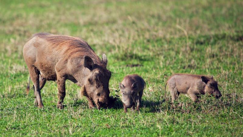 காட்டுப் பன்றி Wild boar