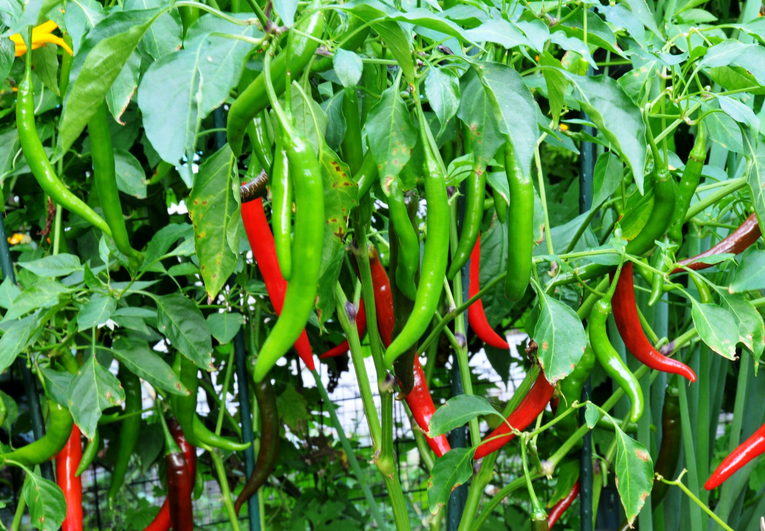 மிளகாய் chili plants scaled