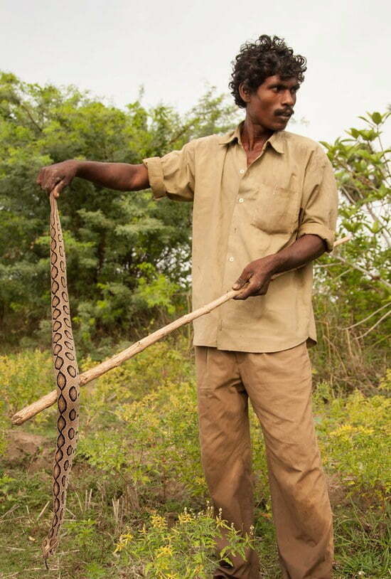 பாம்பு பிடிப்பவர் Chennai Chengalpet Snake catchers