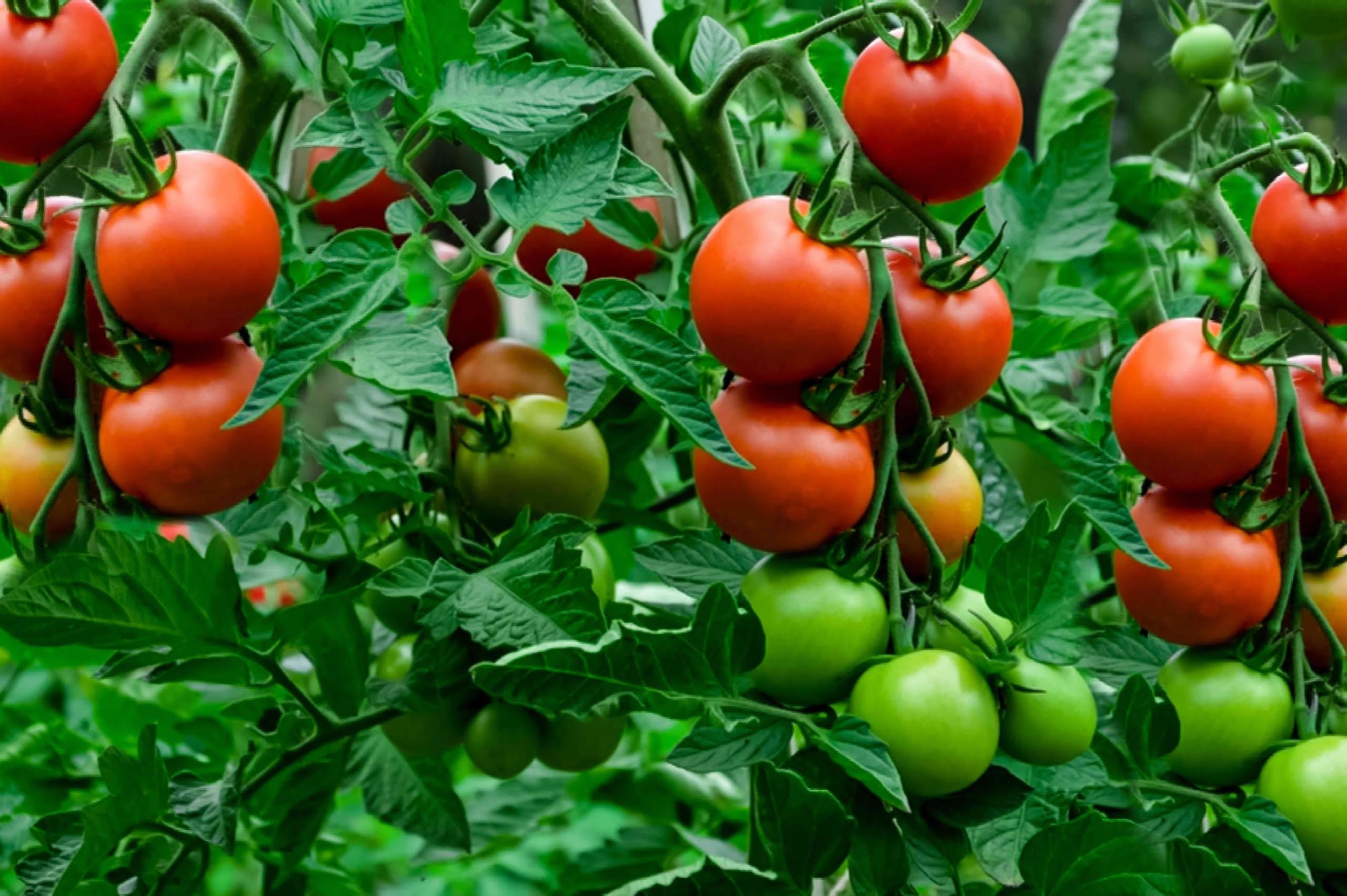 தக்காளி growing tomatoes 1403296 01 38586b67236f4339914fdf5587cde085 scaled