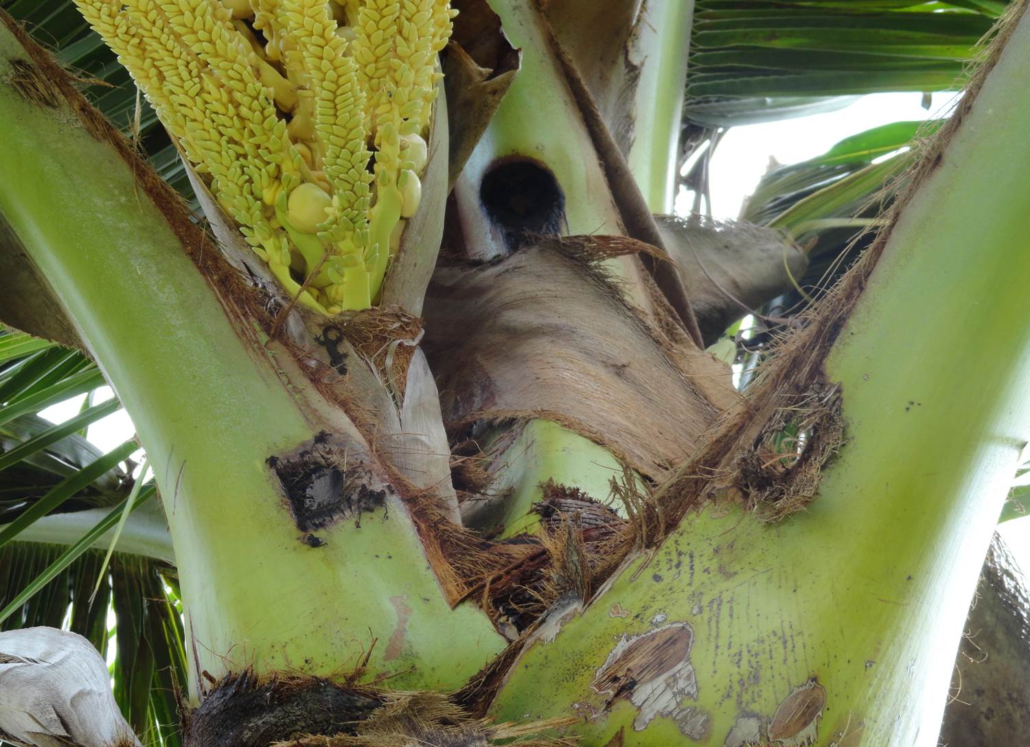 தென்னை Beetle attacking coconut