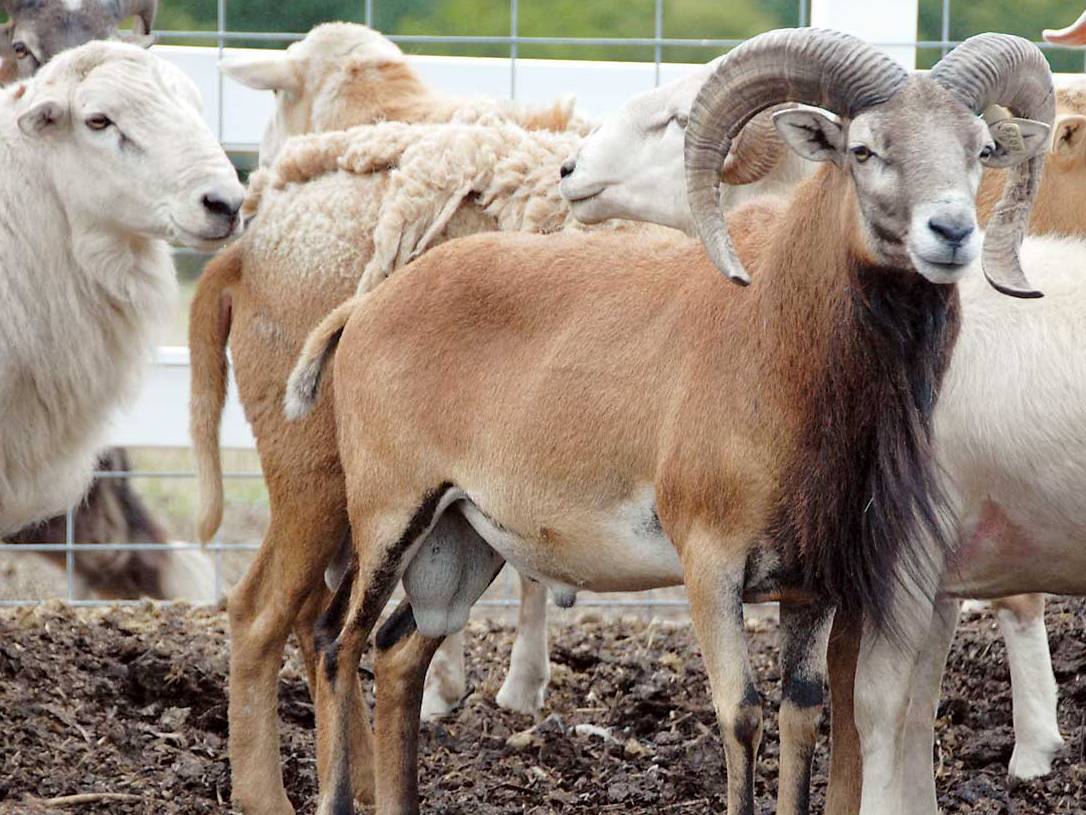 செம்மறி Sheep in india