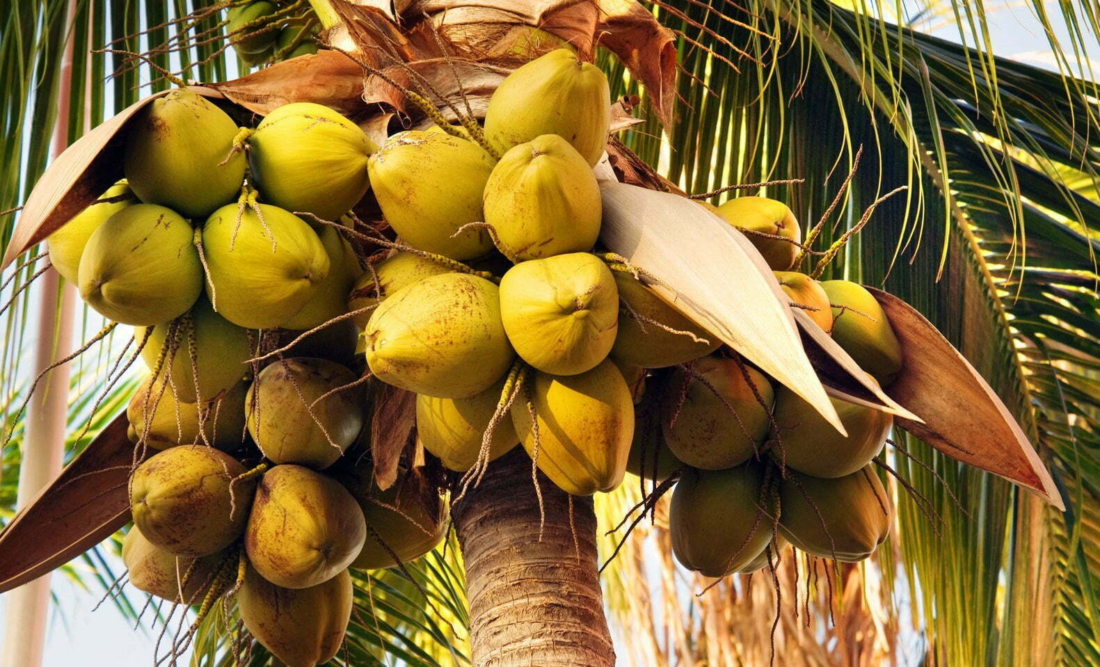 தென்னை cocos nucifera l