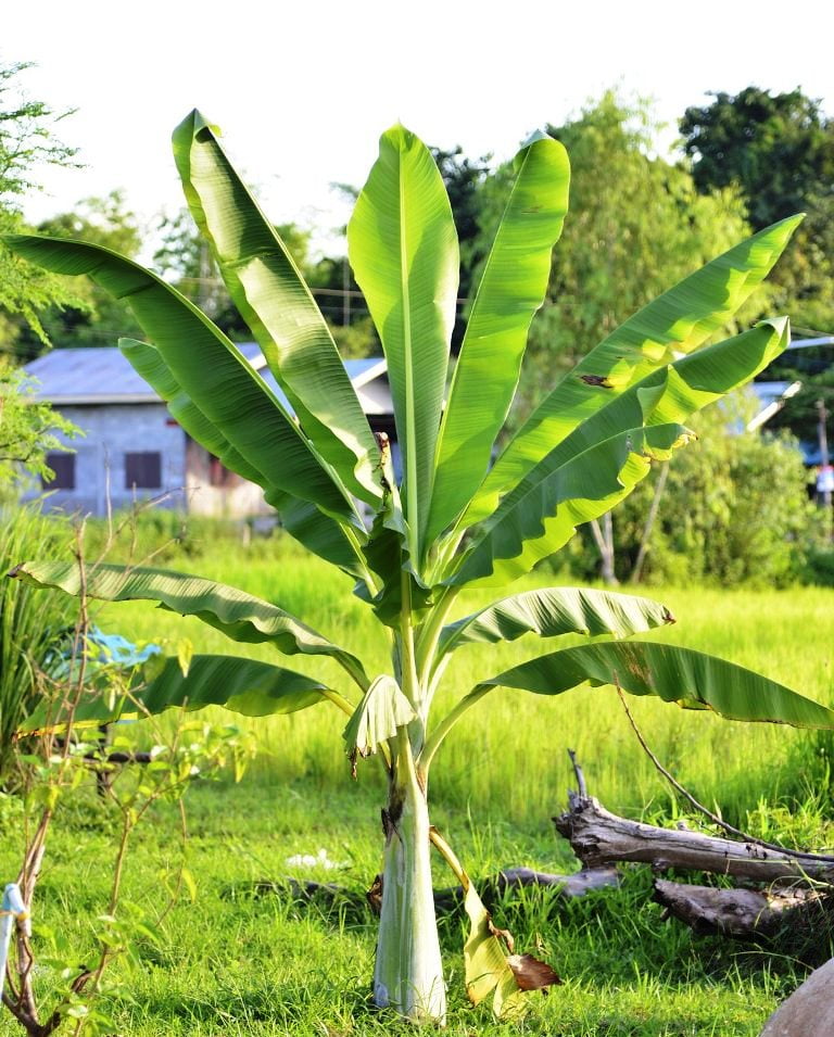 தண்டுக் கூன்வண்டு feed banana