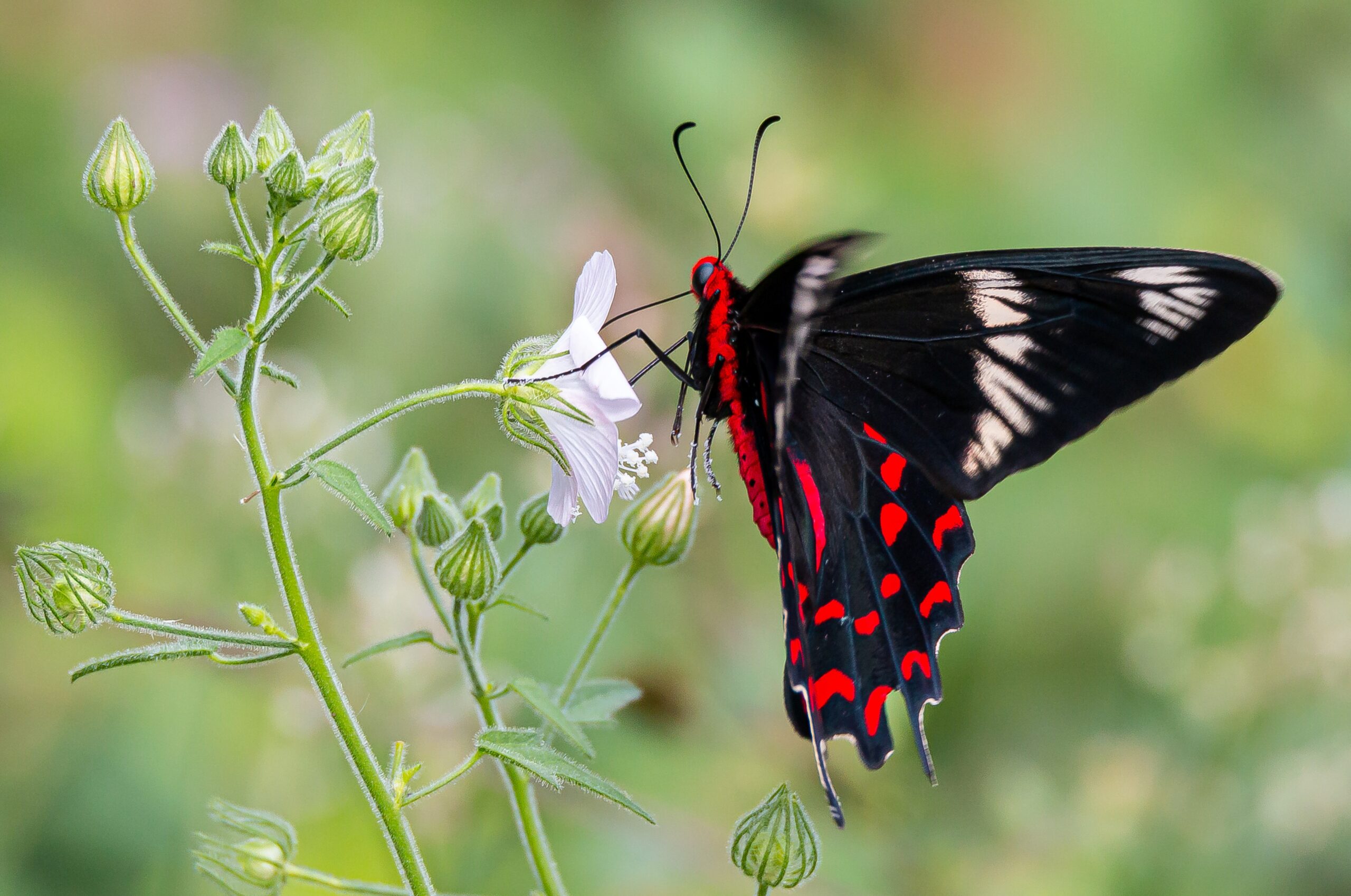 வண்ணத்துப் பூச்சி Butter Fly Copy scaled