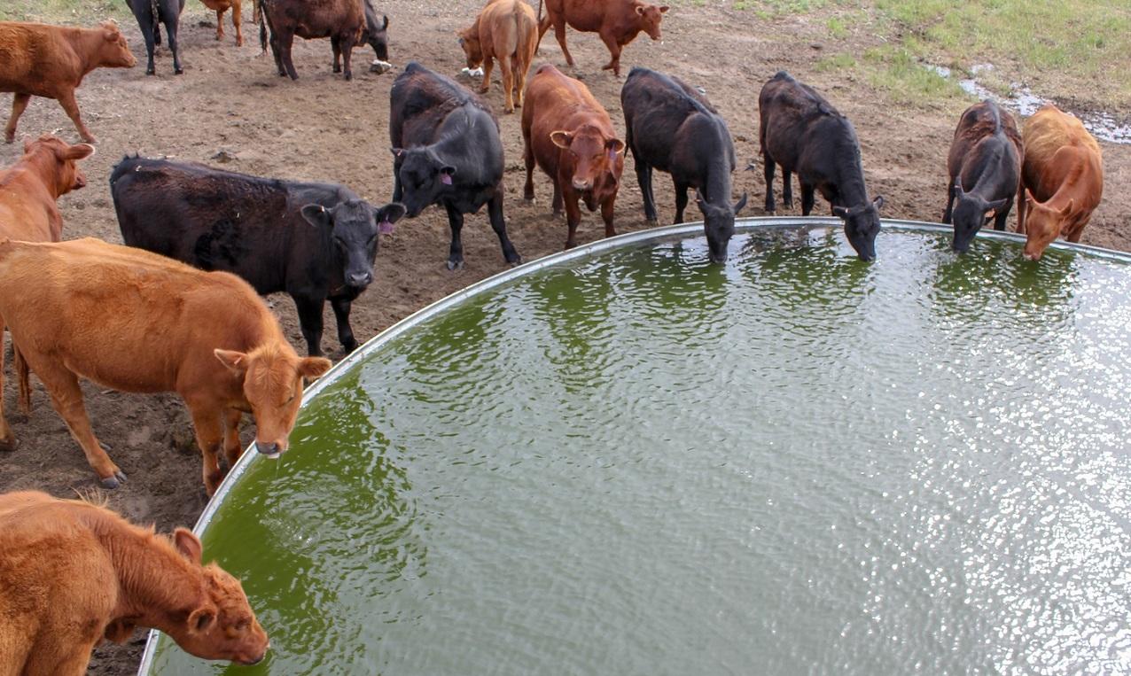 கால்நடை Livestock and drinking water