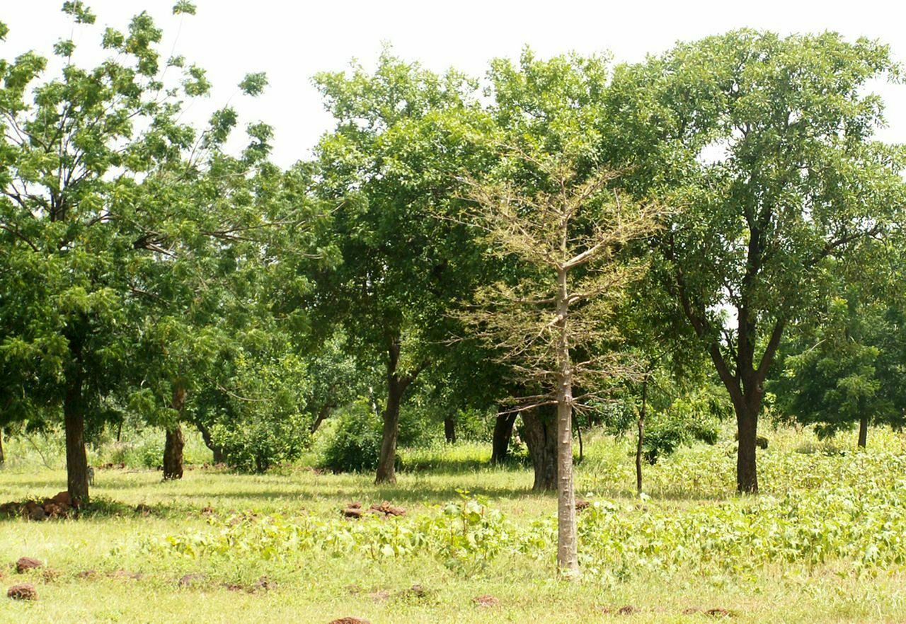 மரம் Tree cultivation in barren lands