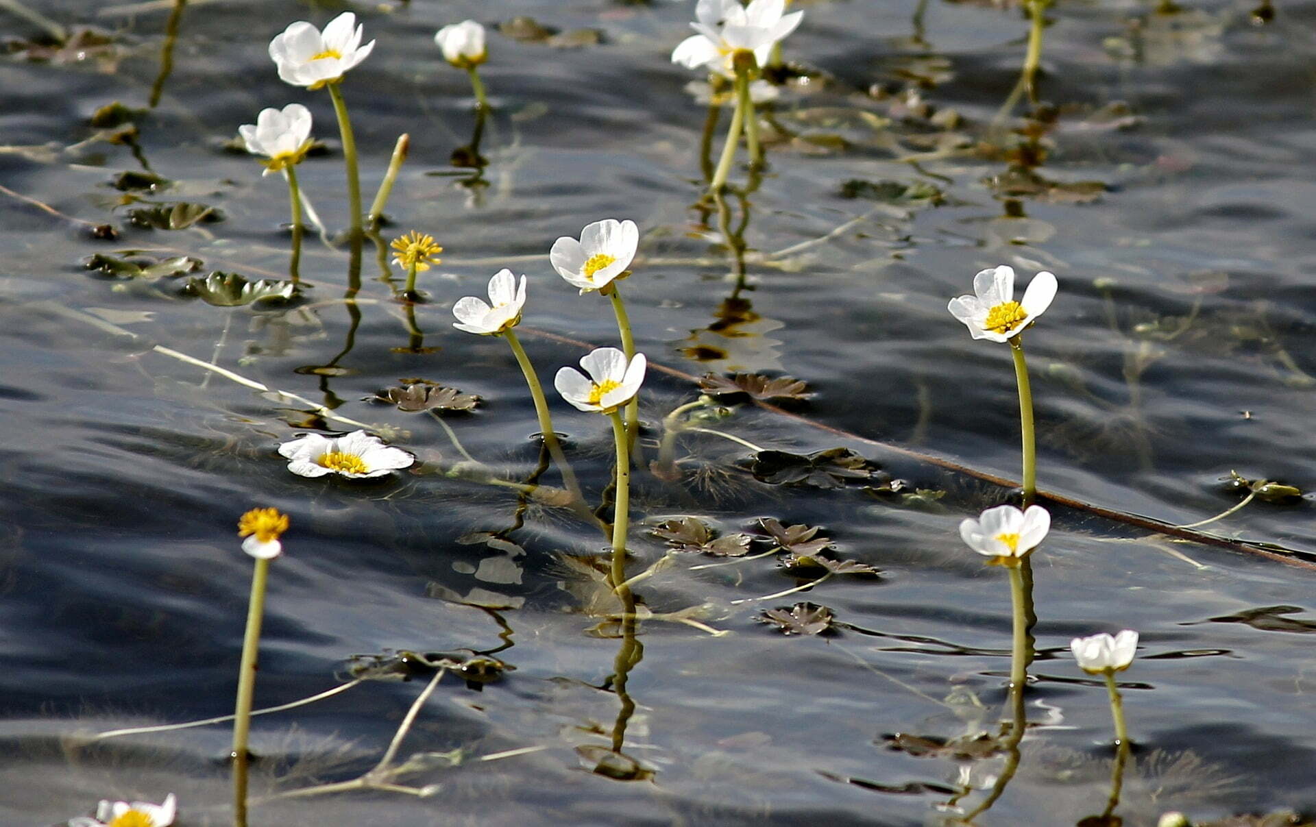 நீர்த் தாவர flower in water 2