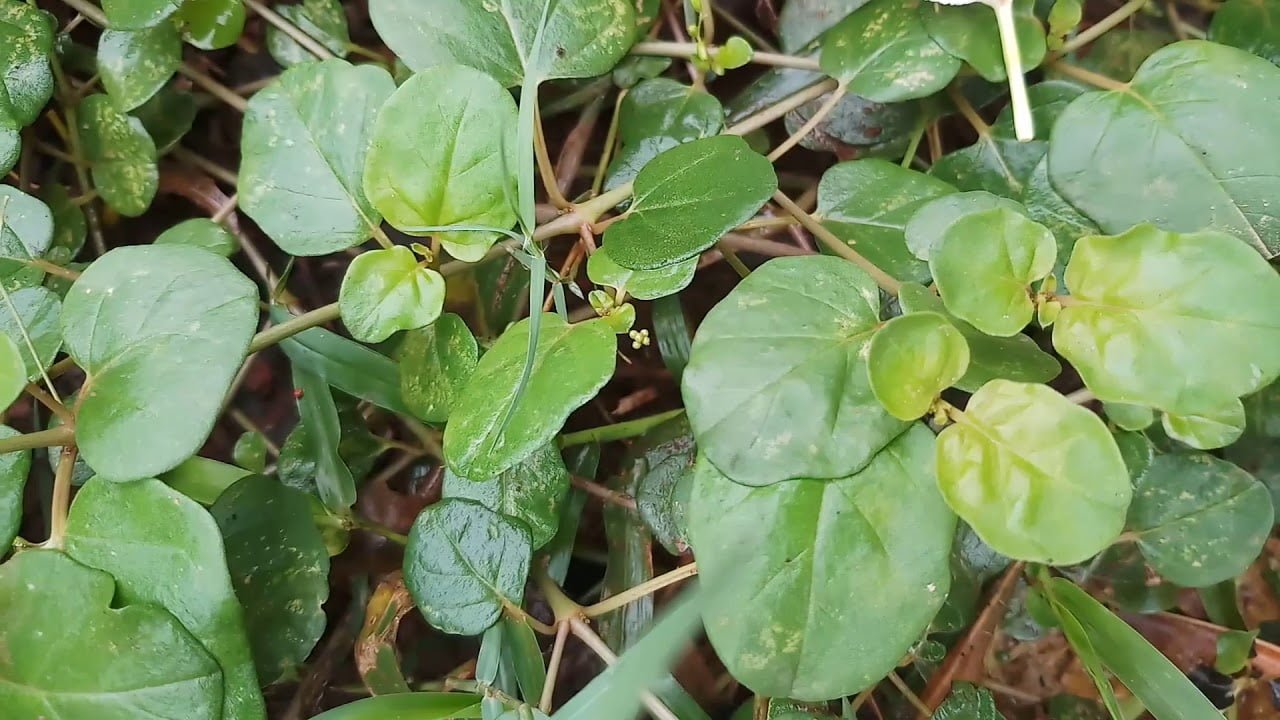 மூக்கிரட்டை