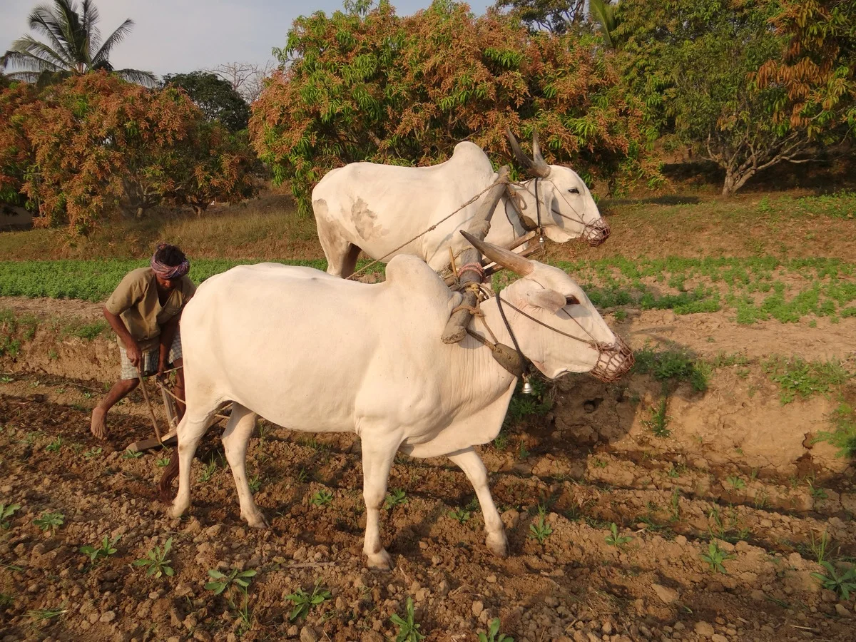 மானாவாரியில் நல்ல மகசூலுக்கான உத்திகள்!