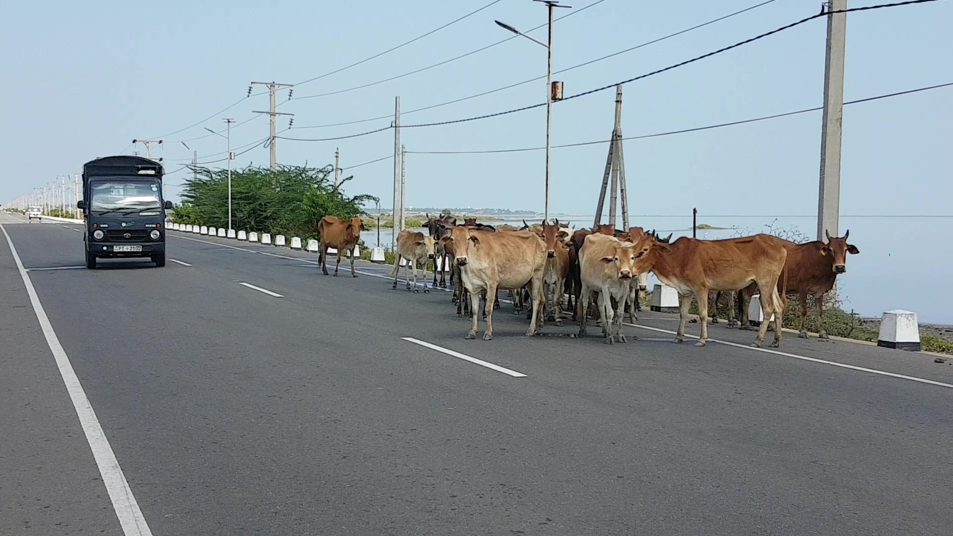 கால்நடை Livestocks in Road