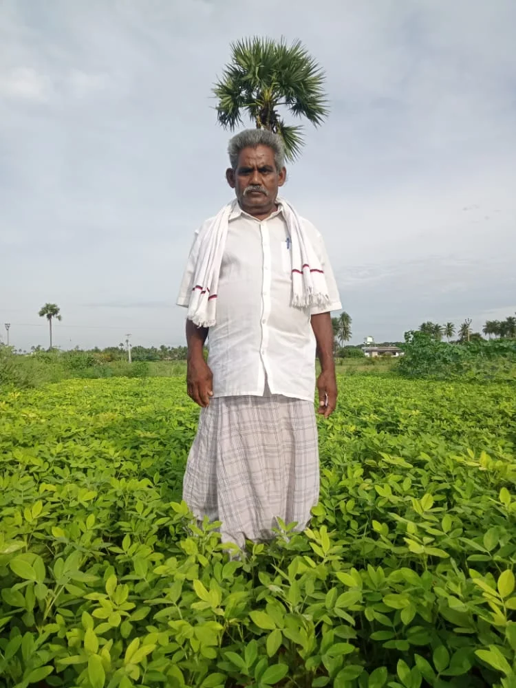 Gypsum Helps Groundnuts Thrive Without Empty Pods!