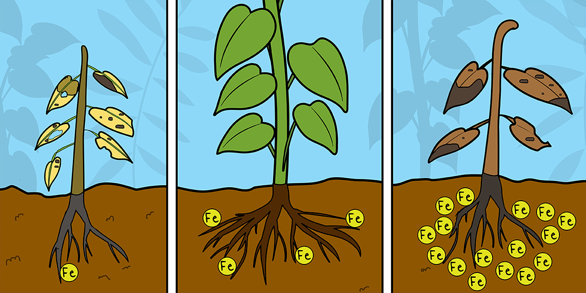 கட்டேஷன் catation process helps to know plant water status