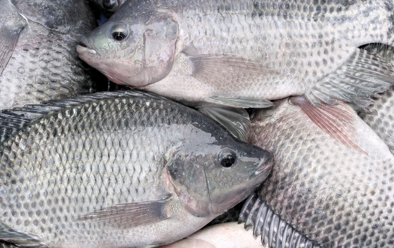 திலேப்பியா மீன் tilapia fish1 2ef6640526c8133afdce8103fb9287cc