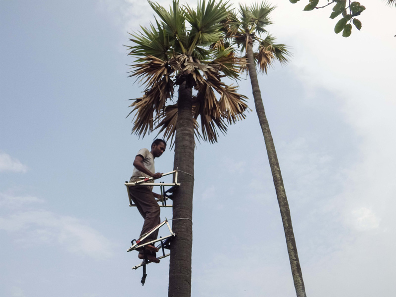 பனை If you find a tool to climb a palm tree a prize of lakhs of rupees