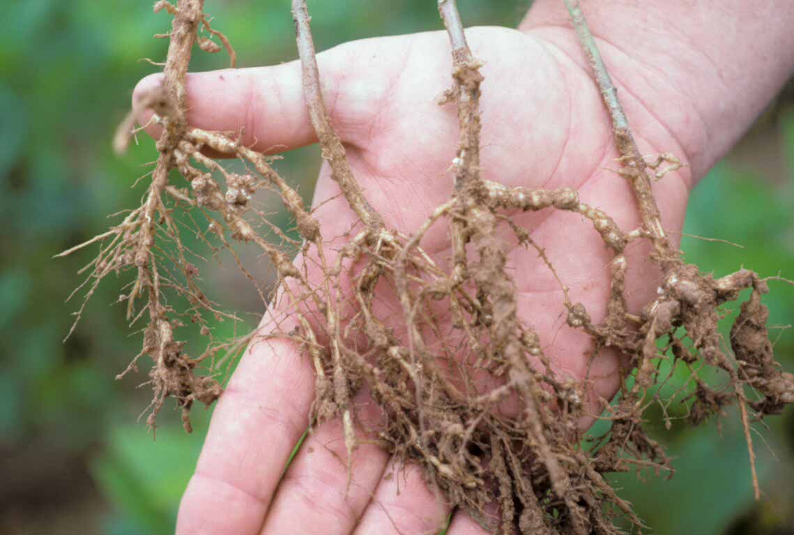 நூற்புழு nematode that attacks crops